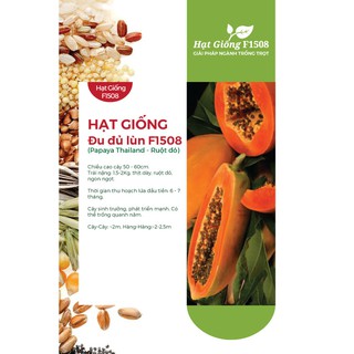 Hạt giống Đu đủ LÙN ruột đỏ F1 508HQ - Gói 10 Hạt