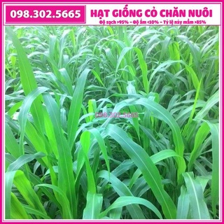 Hạt giống cỏ chăn nuôi Sudan lai 100g