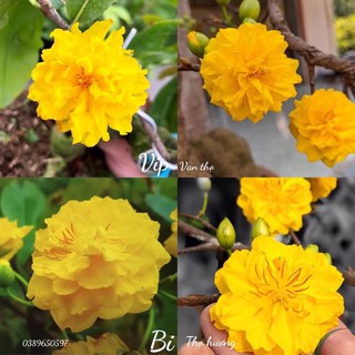 2 cây mai cúc bi ( cây giống )