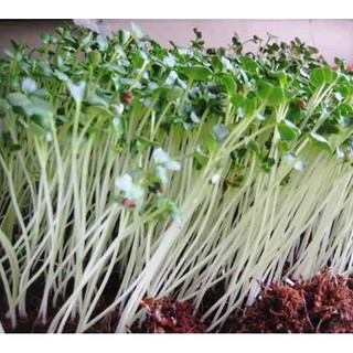 Hạt giống rau cải mầm củ cải trắng 15gram