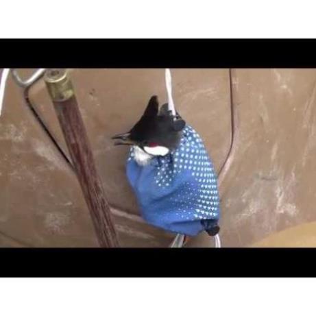 Combo 10 túi đựng chim cảnh, túi bổi chào mào đồ câu FISHING_HD
