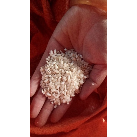 Hạt giống lúa nếp nương túi 500g