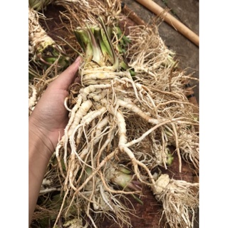 Bột sâm đương quy Đà lạt
