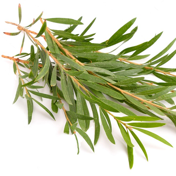[ 10ML ] Tinh Dầu Tràm Trà 100% Organic - Chai nhỏ giọt ( Tea Tree Oil )