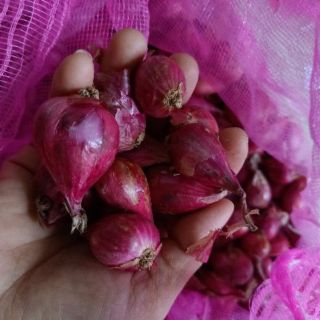 Hành củ tím chính gốc Huế chuẩn vị hành 1kg