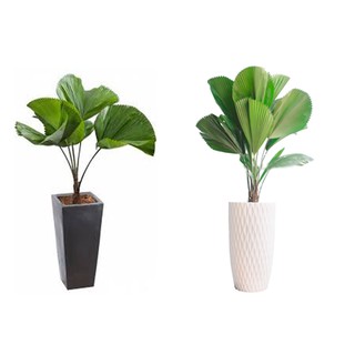 Cây Cọ Nhật Lớn
