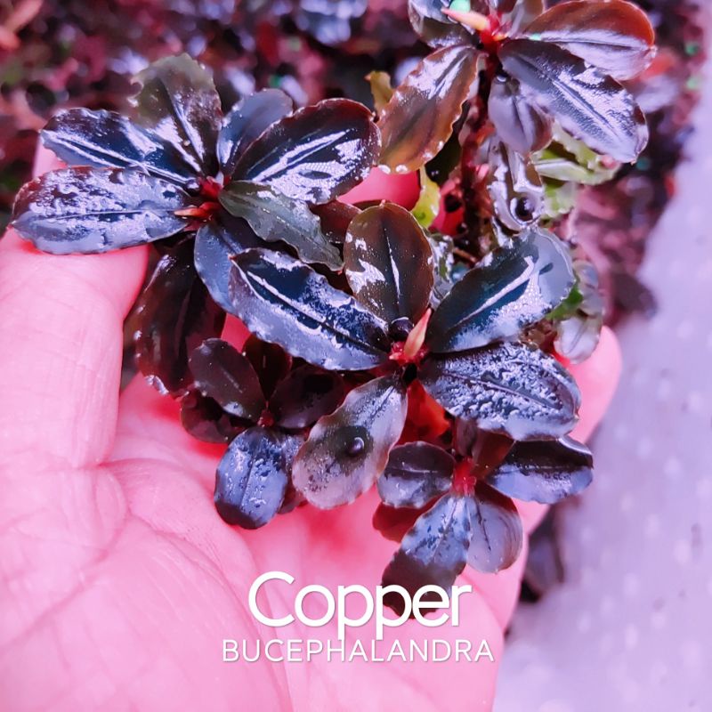 Bucep Copper | Cây thủy sinh siêu đẹp | Hàng ngọn | lá cạn