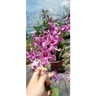 Denro nắng xưa King hổ mang cây tơ