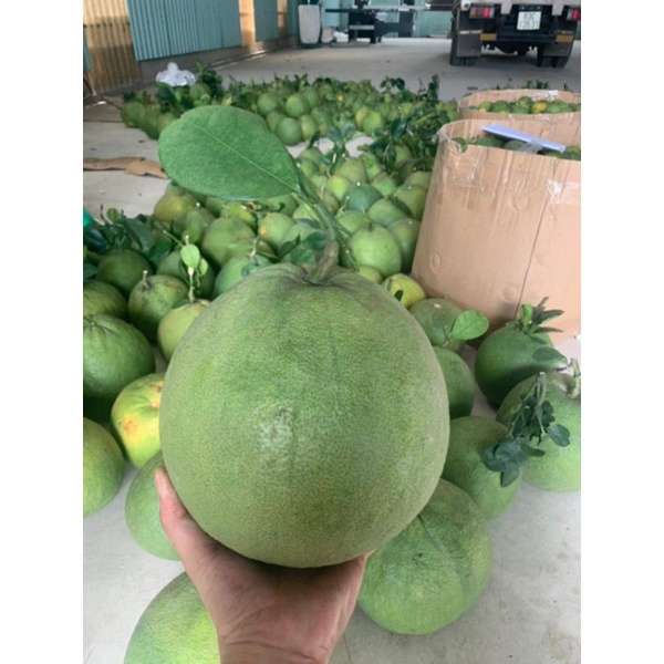 Bưởi da xanh mỏng vỏ bao ăn