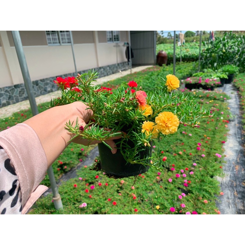 Hoa Mười Giờ Thái Kép Mix Màu🌸🌸