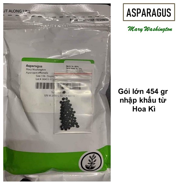 50 HẠT GIỐNG MĂNG TÂY XANH MERY WASHINGTON