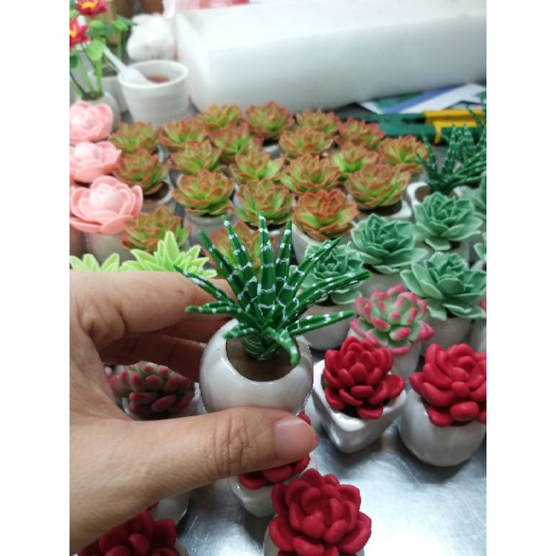 SEN ĐÁ MINI,Giao mẫu ngẫu nhiên