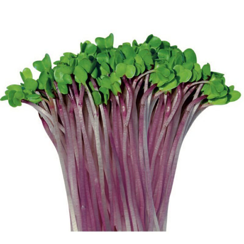 hạt giống rau mầm củ cải đỏ.