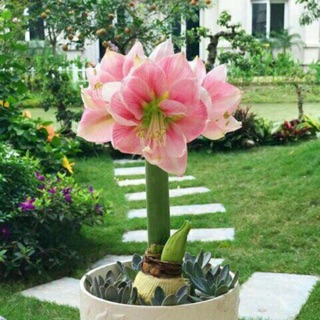  4 Củ huệ hoa đơn hồng đỏ cam