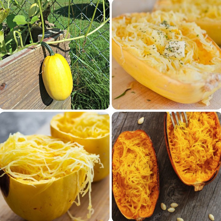 Hạt giống Bí Sợi Mì Ý Spaghetti - gói 01gr