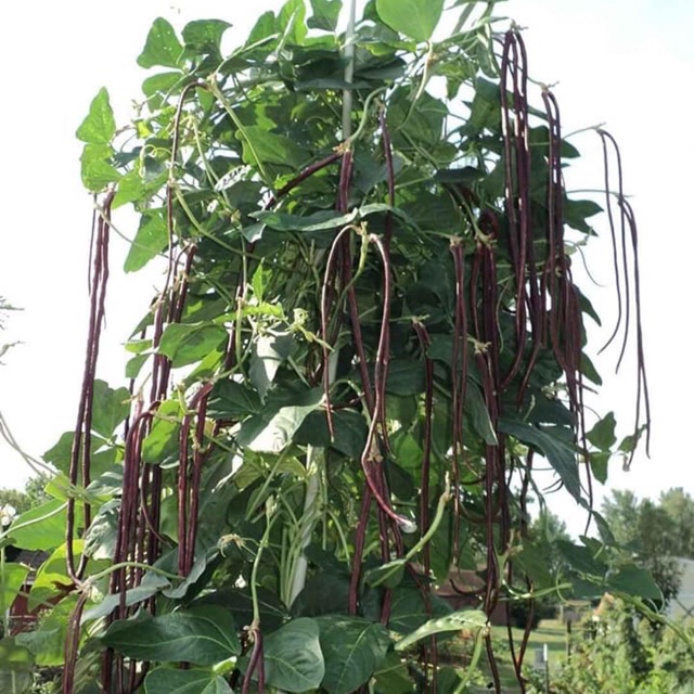 Hạt giống đậu đũa đỏ Siêu Dài