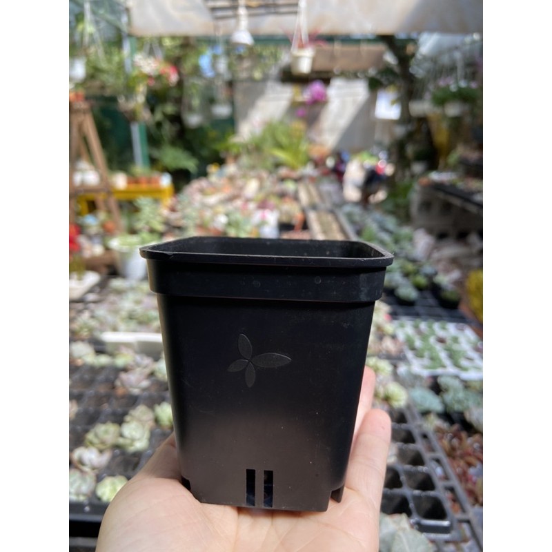 Chậu nhựa đủ màu