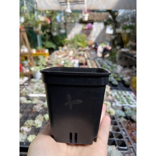 Chậu nhựa đủ màu