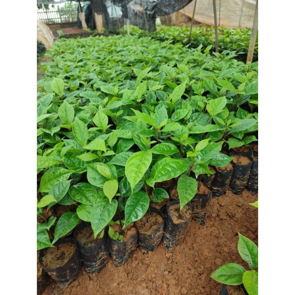 Cây dổi giống