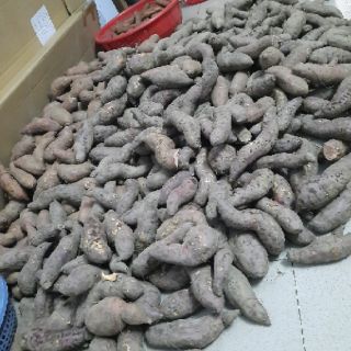 Combo 5kg khoai lang mật Tà Nung