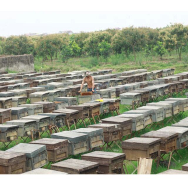 Mật ong hoa nhãn Hưng Yên