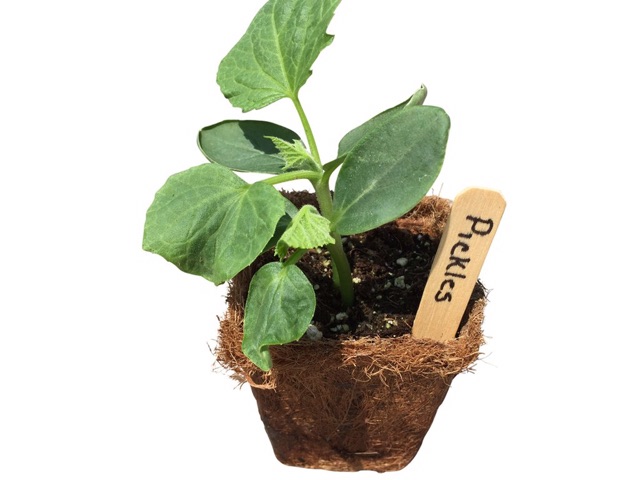 Chậu xơ dừa vuông lớn - Square coir pot