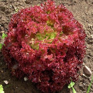 Hạt giống rau xà lách xoăn tím nhập thái lan nguyên gói_Xà lách giòn đỏ Red Coral