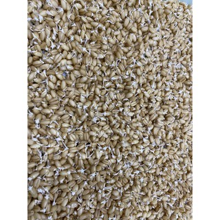 0.5KG CỎ LÚA MẠCH NHẬP KHẨU ÚC - DATE MỚI