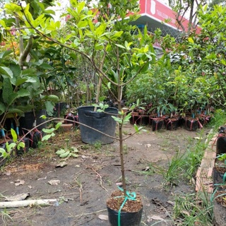 cây lựu lùn ấn độ , cây giống trồng 6-7 tháng cho trái
