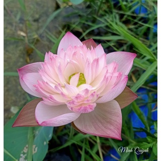 Củ sen trung Super lotus