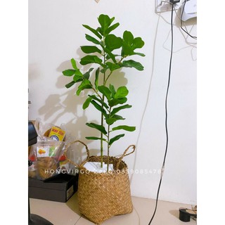 👉 Cây Bàng Singapore 60cm và 120cm