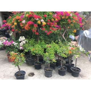 Cây giấy ngũ sắc chuẩn thái 50-60cm