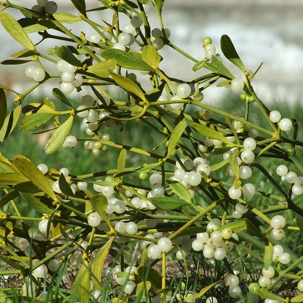 MISTLETOE