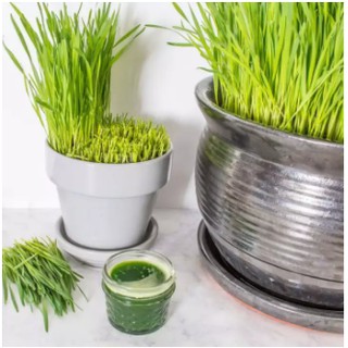 Hạt giống cỏ lúa mì 1kg (Wheatgrass)