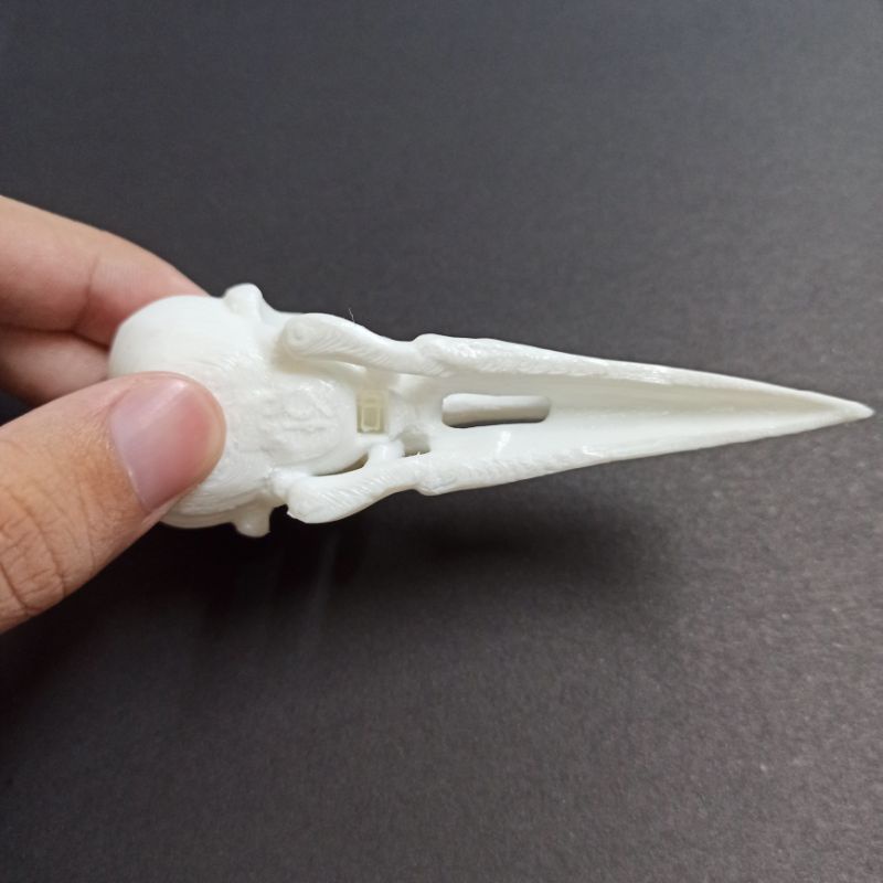 Mô hình đầu lâu, xương sọ chim quạ 10cm, trang trí chuồng bò sát,  sa bàn, kinh dị, halloween