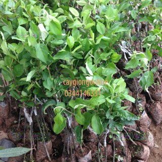 Cây táo đỏ ghép