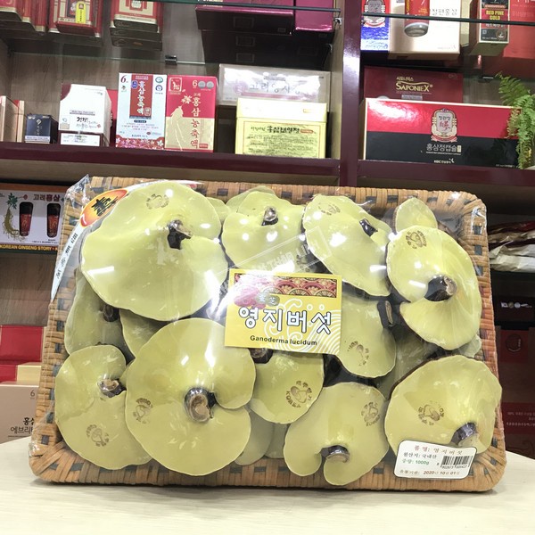 Nấm linh chi Vàng dạng khay Hàn Quốc( Chính Hãng) - Chính Hãng