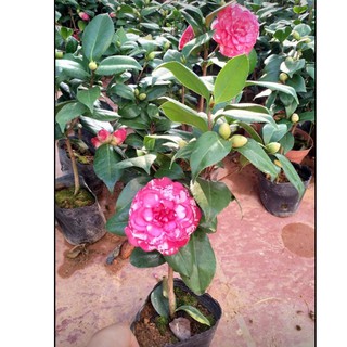 CÂY HOA TRÀ ĐANG NỤ CHƠI TẾT (có ảnh thật cuối)