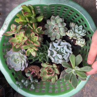 Combo 10 cây sen đá các loại