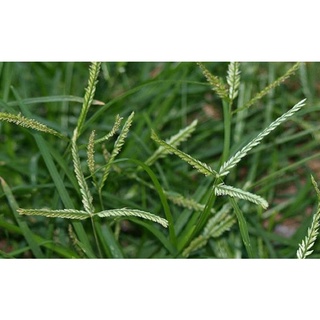 Cỏ mần trầu khô 100gram