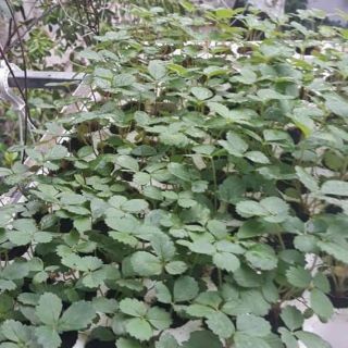 Dâu tây cấy mô giống Nhật Hana siêu ngọt