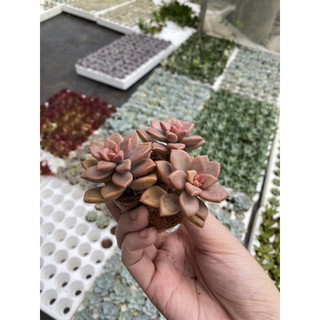Sen đá đỏ 3 cây