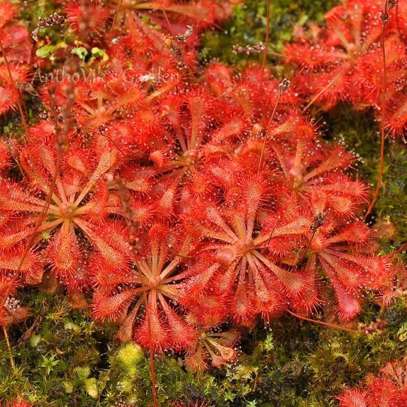 Cây bắt mồi gọng vó Drosera Spatulata var. Lovellae chuyên bắt côn trùng