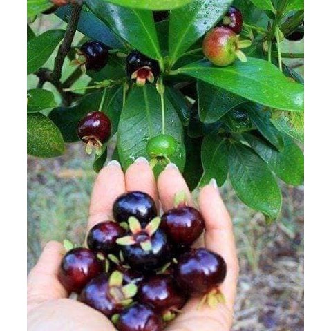 [Giống siêu tốt] Cây giống Cherry Brazil, khoẻ mạnh, dễ trồng, có bầu đất dinh dưỡng, bảo hành vận chuyển - Giá tại vườn