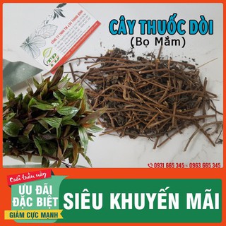 Cây Thuốc Dòi Khô 500g [ Hàng Loại 1 ]