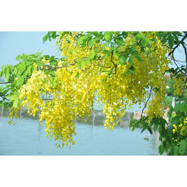 HẠT Cây hoa mai hoàng yến leo giàn dài 50-70cm, cây hoa nở quanh năm, tốc độ phát triển rất nhanh, hoa cảnh leo ban công