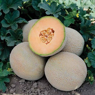 Hạt giống dưa lưới