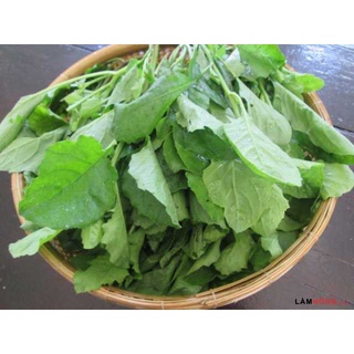 HẠT CÂY RAU CẢI TRỜI - gói 100 hạt