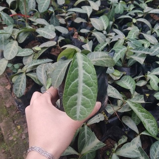 💙Cây dược liệu lưỡi nhân chuẩn 🌾🌾 TẶNG QUÀ BẤT KỲ 🌾🌾 Sô lượng có hạn