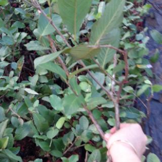 Ổi nữ hoàng.